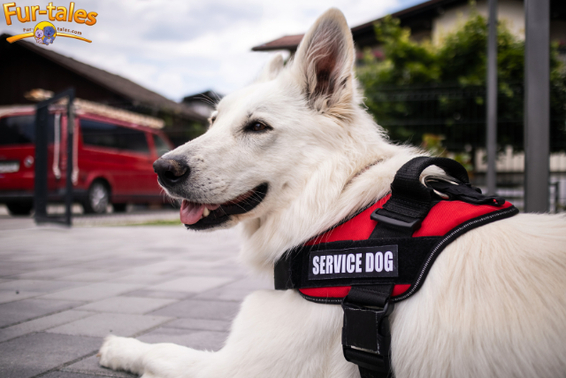 Brave Tails: How Dogs Assist Firefighters on the Frontlines