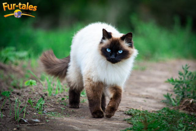 The Origins of the Siamese Cat: From Sacred Temples to Modern Homes