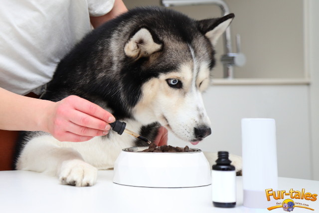 Natural Supplements That Boost Pet Immunity