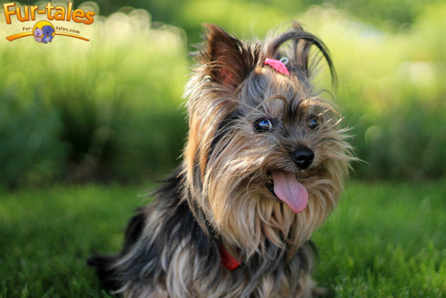Pet Grooming for Different Coat Types: Tips and Tricks