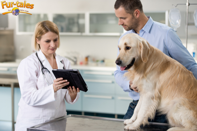 The Pet Parent’s Perspective: A Window into Their World