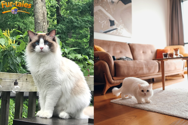 Large vs. Small Cat Breeds: Size and Health Considerations