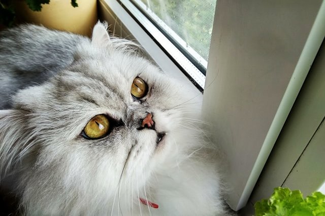 Silver Persian Cat: Info, Appearance, History & More