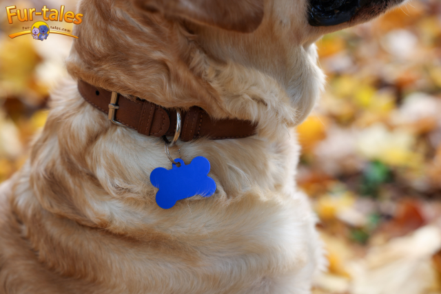 The Importance of Pet ID Tags: Identification and Safety
