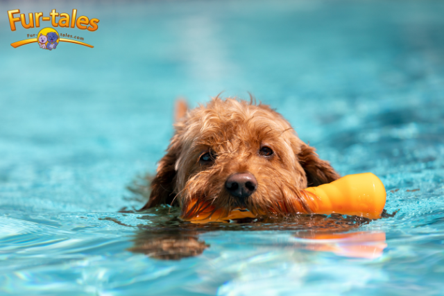 The Benefits of Pet Swimming: Exercise and Fun
