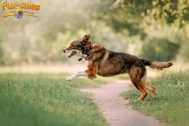 The Importance of Microchipping Your Pet: Identification and Safety