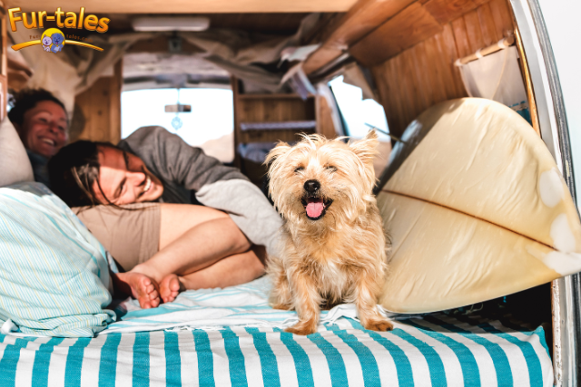 Traveling with a Reactive Dog: Tips for a Smoother Journey