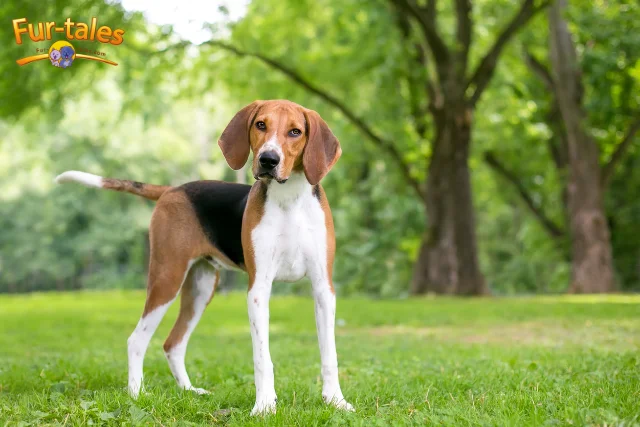 All About the American Foxhound: Traits, Temperament & Care
