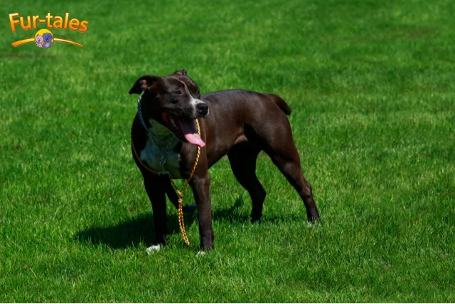 Bull Terrier vs American Pit Bull Terrier: A Heartfelt Guide to Choosing Your Perfect Pup