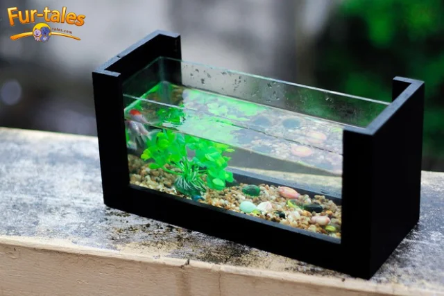 How to Detect & Treat Common Aquarium Diseases Early