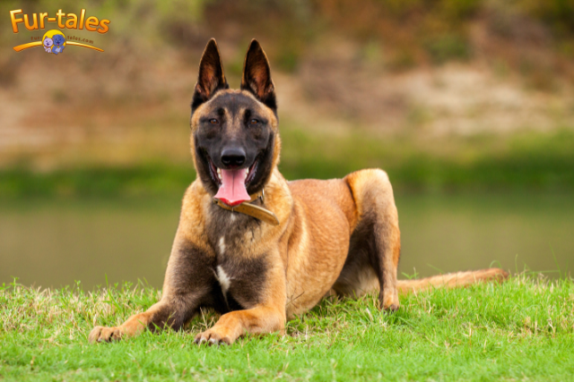 German Shepherd vs Belgian Malinois