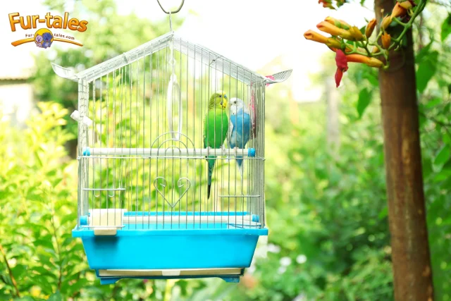 The Ultimate Guide to Choosing the Right Bird Cage