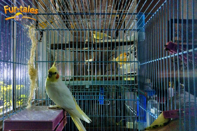 Addressing Screaming and Excessive Noise in Birds