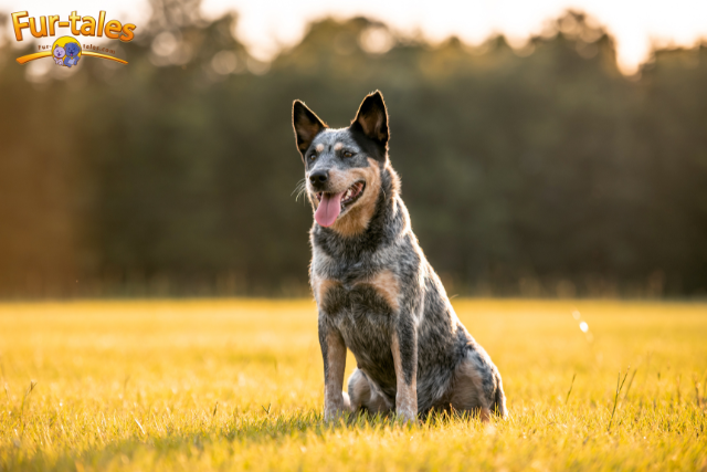 Thinking of Getting a Blue Heeler? Here Are the Pros and Cons