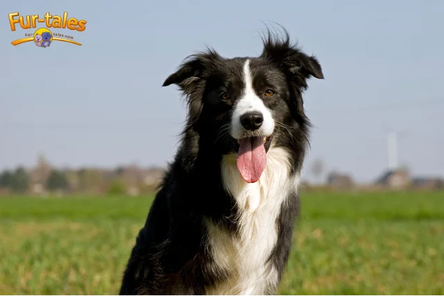 Top Easy to Train Dogs: 10 Breeds That Follow Every Command