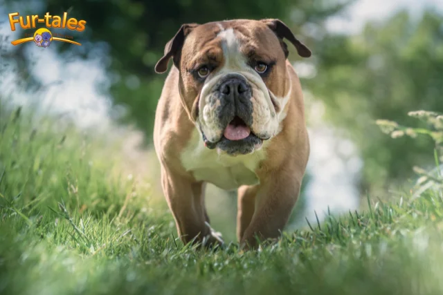 Bulldog Aggression Myths: What’s Normal and When to Be Concerned