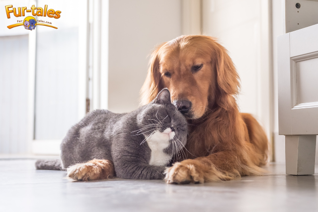 Top Cat Breeds That Get Along with Dogs