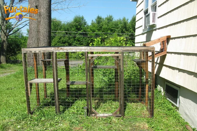 Why Every Cat Deserves a Catio: Safety and Joy in One Space