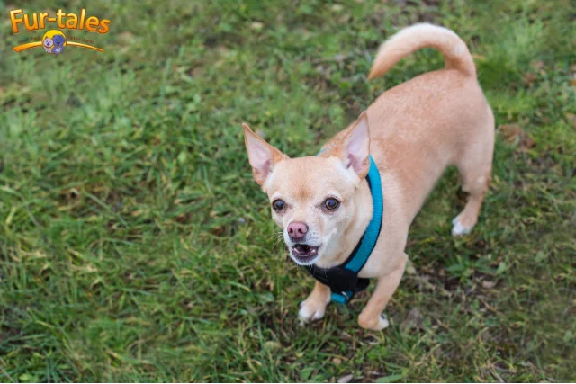 Why Are Chihuahuas So Aggressive? Understanding the Small Dog With a Big Attitude