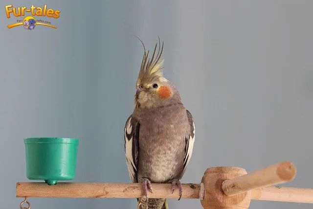 Bird Training Guide: How to Teach Your Cockatiel to Talk Like a Pro