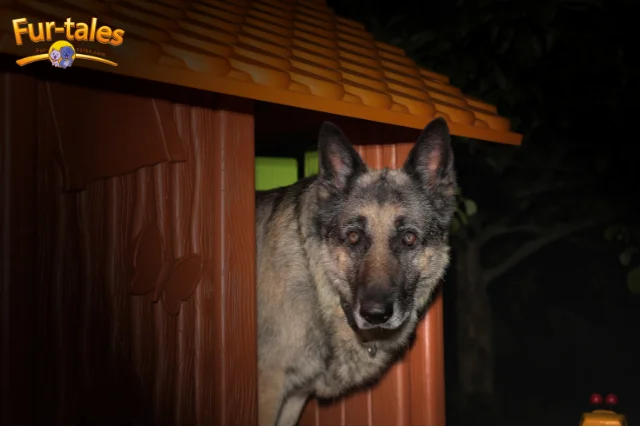 How to Stop Your Dog Barking at Night – 7 Effective Tips