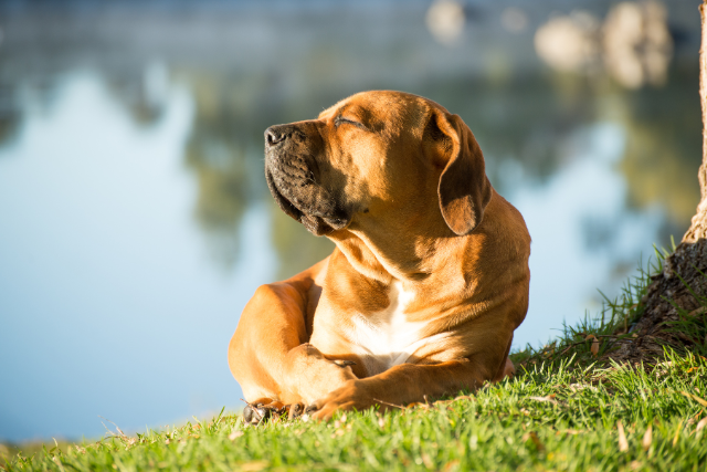 Dog Sun Safety: Does Your Furry Friend Need Sunscreen?