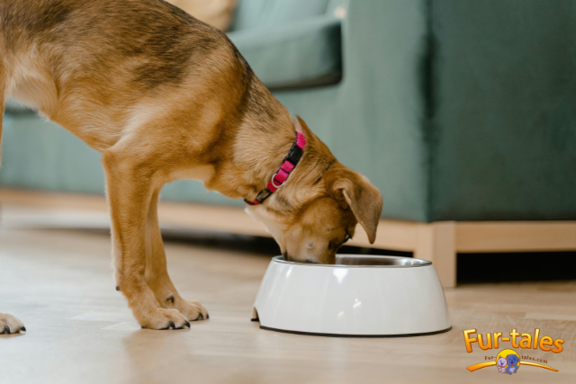 The Pros and Cons of Farmer’s Dog Food (Honest Breakdown)