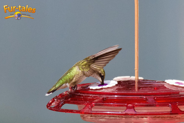 The Ultimate Guide to Feeding Hummingbirds: What You Need to Know