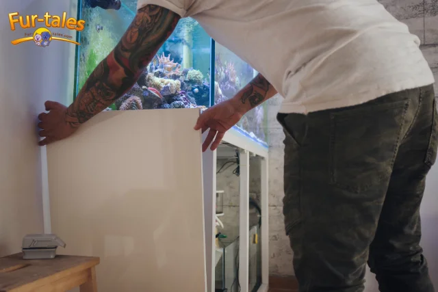 Avoid Costly Mistakes: 8 Pro Tips for Saltwater Fish Tank Maintenance