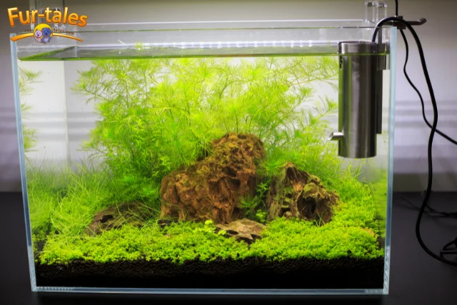 Setting Up a Freshwater Aquarium: Your Complete Beginner’s Guide