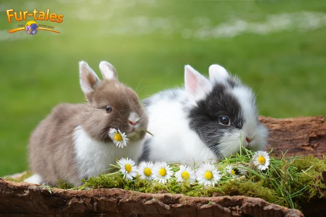 Happy Bunny, Healthy Bunny: Feeding Your Rabbit the Right Way