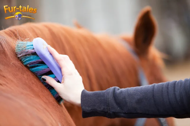 Essential Horse Grooming Tools and How to Use Them Correctly