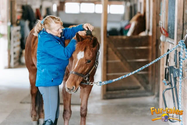 The Ultimate Guide to Daily Horse Grooming