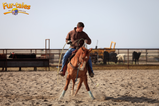 Basic Training Techniques for Horses: A Friendly Guide for New Horse Owners