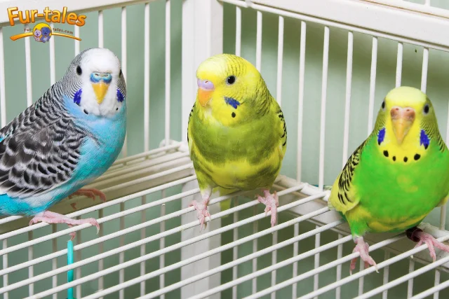 The Lifespan of Common Pet Birds: What Every New Pet Owner Should Know