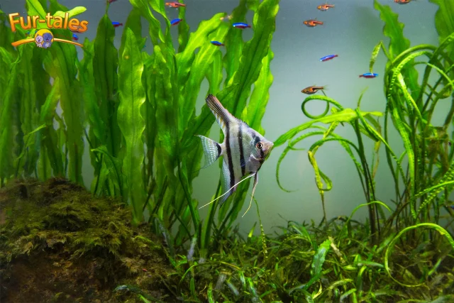 Setting Up a Planted Aquarium: A Step-by-Step Guide