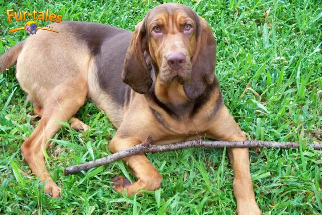 Meet the Polish Hound: A Loyal and Hardy Companion