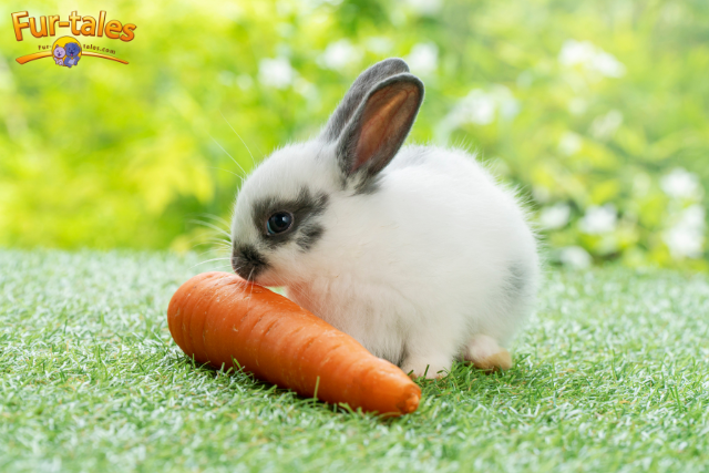 Feeding Your Rabbit the Right Way: Smart Tips and Common Mistakes