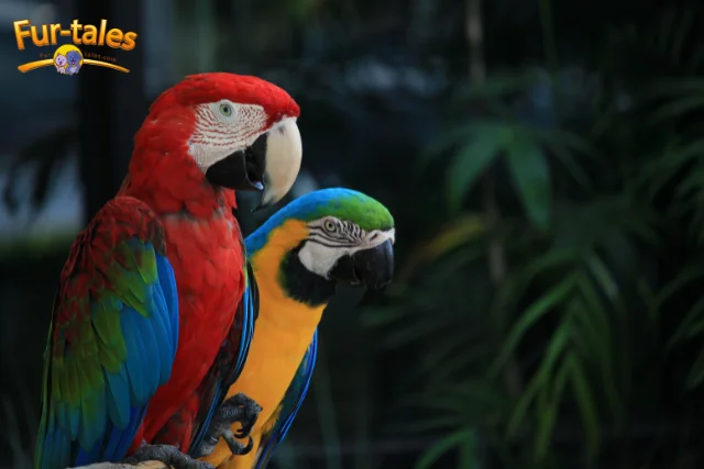 A Professional Guide to Breeding & Raising Rare Birds on a Budget