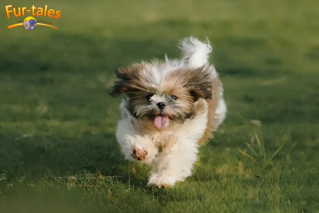 4 Major Perspectives Why Shih Tzu Are the Worst Dogs