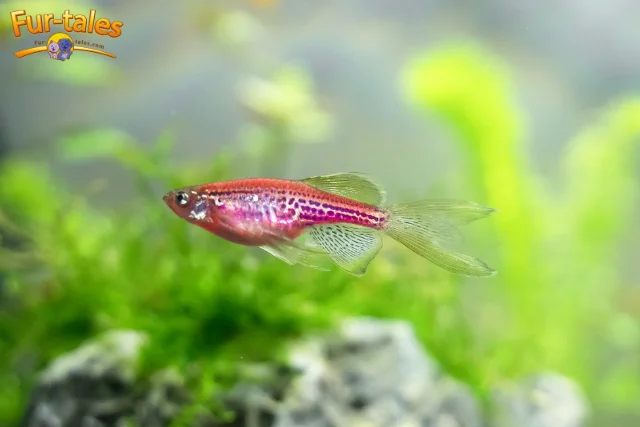 Easy-to-Care-For Fish Species That Thrive in Home Aquariums