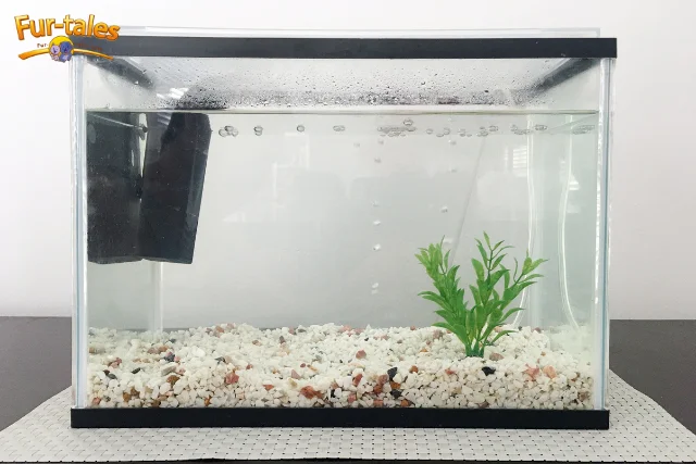 Maintaining Aquarium Water Quality: Testing and Parameters Explained