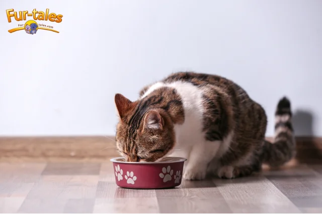 Wet Food vs. Dry Food: Which Cat Food is More Hydrated?