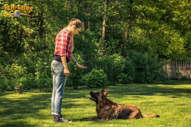 Basic Dog Obedience Training Commands Every Owner Should Teach