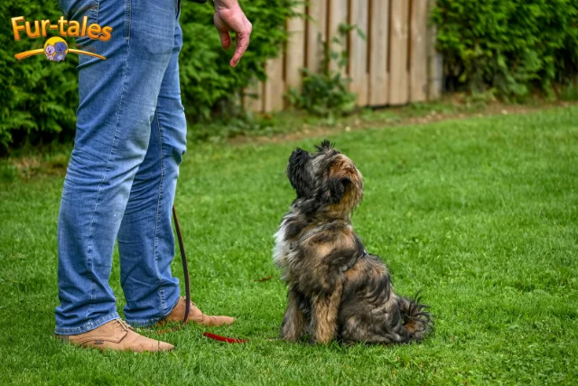 How to Train Your Dog to Ignore Strangers: 6 Easy Steps