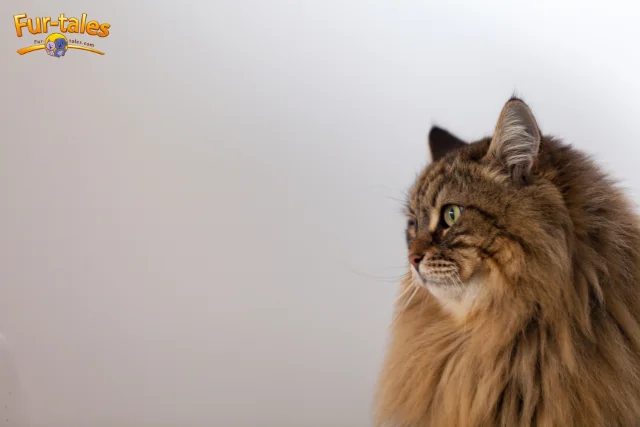 Hair or No Hair? Comparing Long-Haired and Hairless Cat Breeds