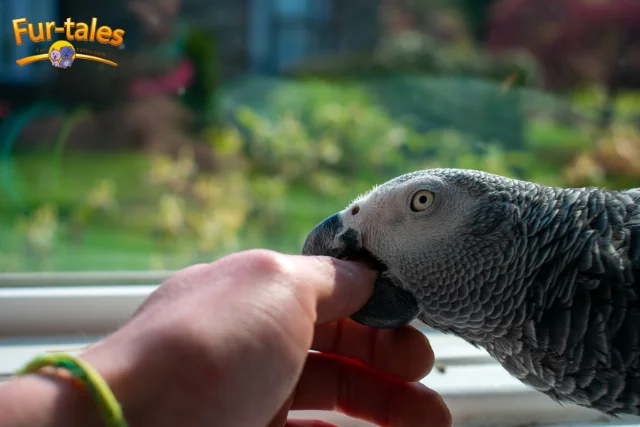 How To Stop A Bird Biting in 7 Steps