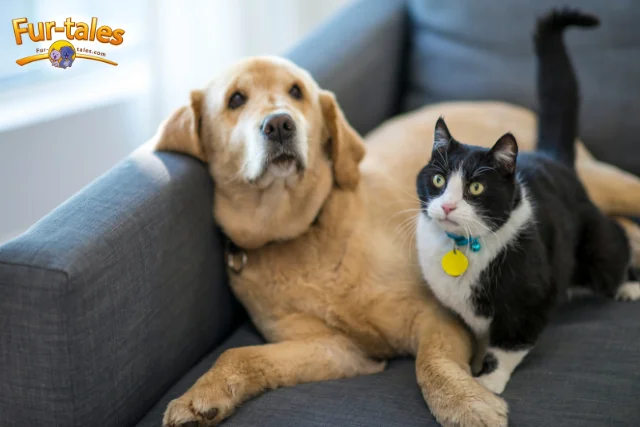 How Pets Boost Your Immune System