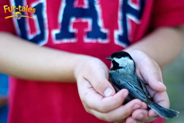 Adopting a Bird: A Complete Guide for First-Time Bird Owners