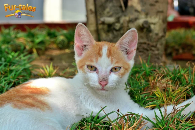 Meet the Aegean Cat: Personality, Looks & Breed Details